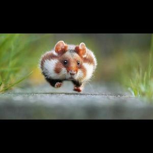 Meet your Posher, Ben